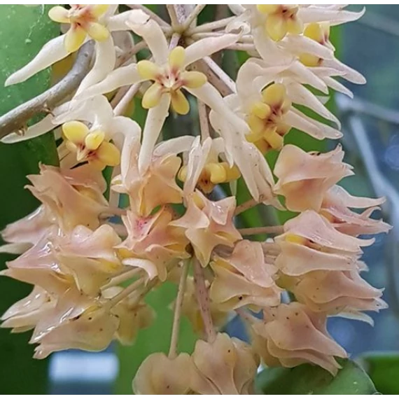 Hoya sp. 'ut 168'
