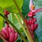 Musa Velutina Pink