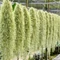 Tillandsia usneoides - zuzmószerű szakállbromélia