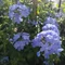 Plumbago auriculata - ólomvirág