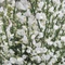 Cytisus 'White Lion'