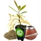 Ilex Paraguariensis - Yerba Mate tea