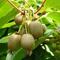 Actinidia arguta Bayern (termős)