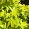 Acer palmatum 'Summer Gold'