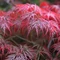 Acer palmatum 'Garnet'