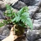 Davallia tyermannii kokedama