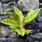 Aglaonema 'Chartreuse Pretty'