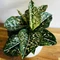 Aglaonema 'Tom's pride'