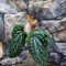 Anthurium Luxurians x Radicans csemete