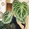 Anthurium 'Silver Blush'