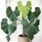 Anthurium balaoanum
