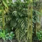 Monstera pinnatipartita vágott dugvány, cserép nélkül