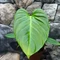 Philodendron 'Fuzzy Petiole'