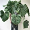 Philodendron pastazanum