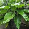 Philodendron Imperial Green