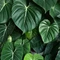 Philodendron gloriosum