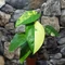 Syngonium chiapense variegata