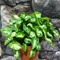 Syngonium 'Snow Country'