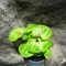 Syngonium 'Mango Allusion'