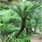 Dicksonia antarctica - páfrányfa nagy méretben