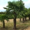 Trachycarpus fortunei - kínai kenderpálma magyar termesztőtől (1 töves)