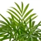 Chamaedorea elegans - gyompálma