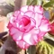 Adenium obesum 'Pink Crystal'