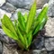 Sansevieria aubrytiana 'Nite Lite'