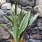 Sansevieria aubrytiana 'Sayuri'