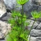 Cyperus haspan - vízipálma