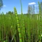 Equisetum fluviatile - iszapzsurló 