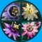 Passiflora csomag