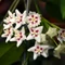 Hoya sp. 'ut 029'