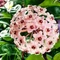 Hoya carnosa 'Krinkle 8'