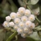 Hoya lacunosa 'Mint'