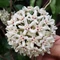 Hoya australis