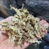 Kép 2/3 - Sphagnum moha