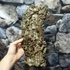 Kép 4/6 - Parafa kéreg (40-50 cm)