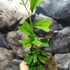 Kép 3/8 - Schefflera triangularis 'Heart Leaf'