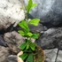 Kép 4/8 - Schefflera triangularis 'Heart Leaf'