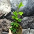 Kép 5/8 - Schefflera triangularis 'Heart Leaf'