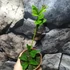 Kép 6/8 - Schefflera triangularis 'Heart Leaf'
