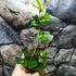 Kép 7/8 - Schefflera triangularis 'Heart Leaf'