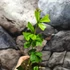 Kép 8/8 - Schefflera triangularis 'Heart Leaf'