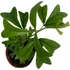 Kép 1/8 - Schefflera triangularis 'Heart Leaf'