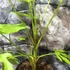 Kép 2/6 - Fatsia polycarpa 'Green Fingers'