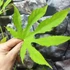 Kép 3/6 - Fatsia polycarpa 'Green Fingers'