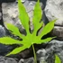 Kép 4/6 - Fatsia polycarpa 'Green Fingers'