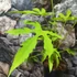 Kép 5/6 - Fatsia polycarpa 'Green Fingers'