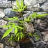Kép 6/6 - Fatsia polycarpa 'Green Fingers'